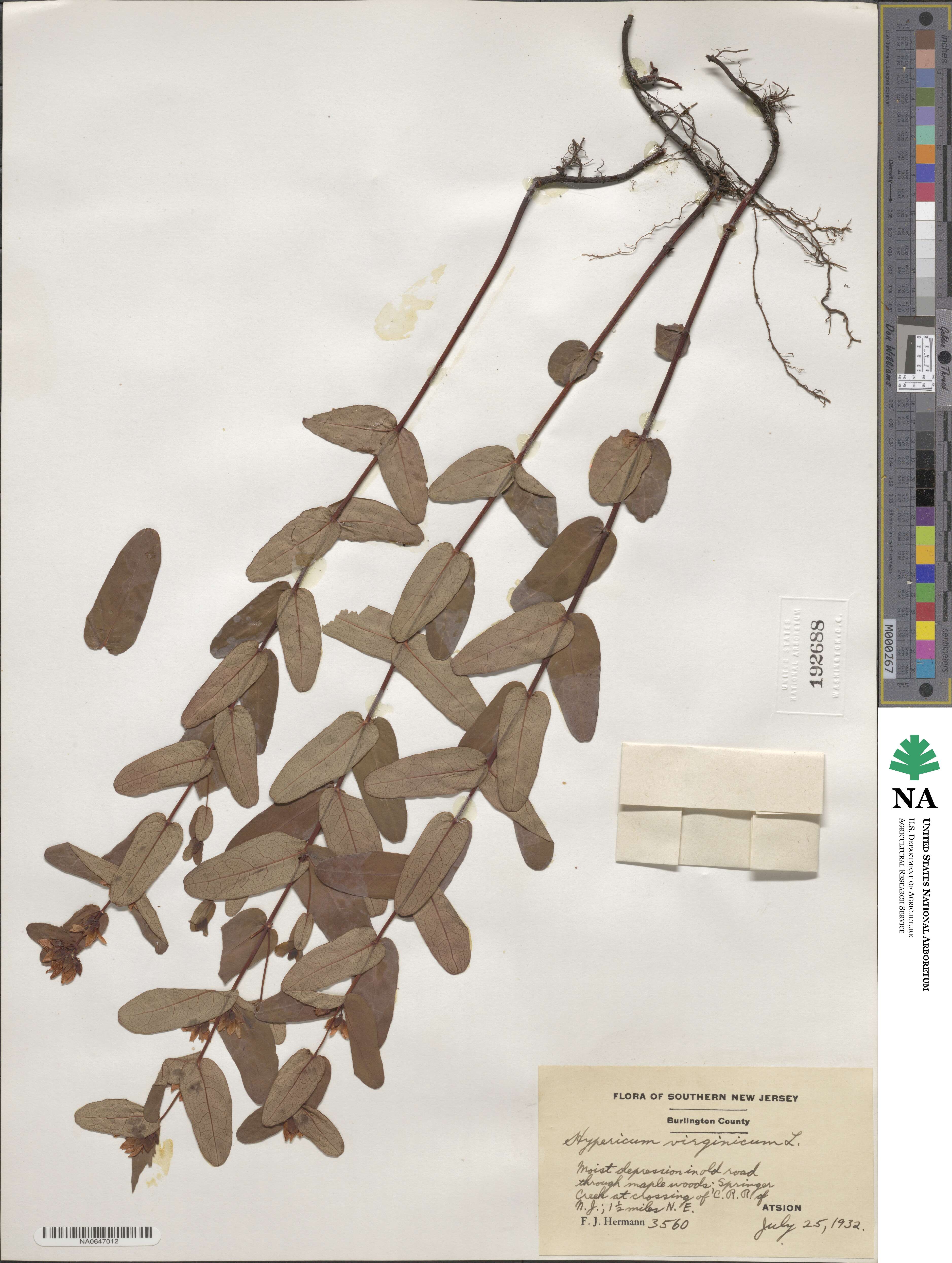 Triadenum virginicum image