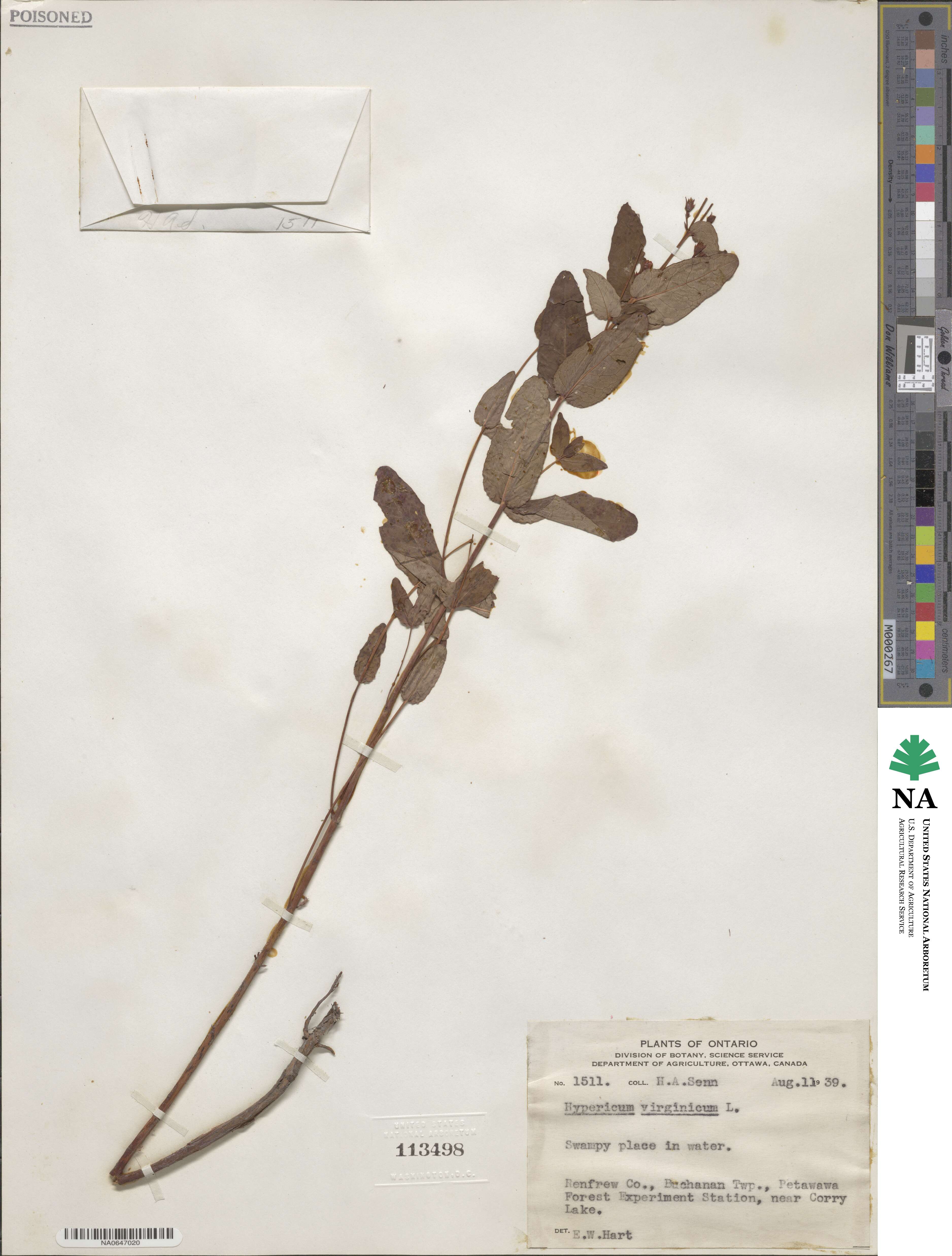 Triadenum virginicum image