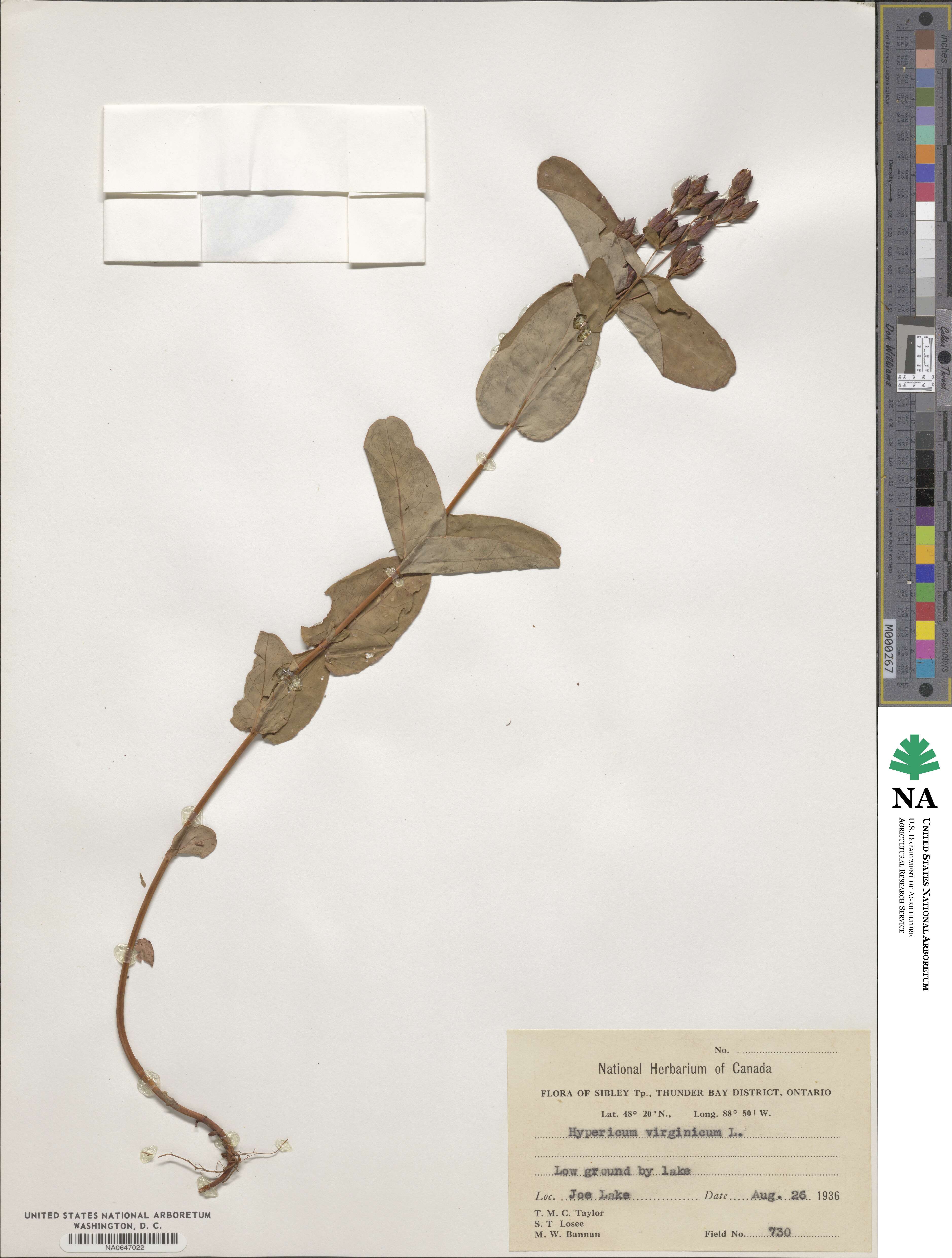 Triadenum virginicum image