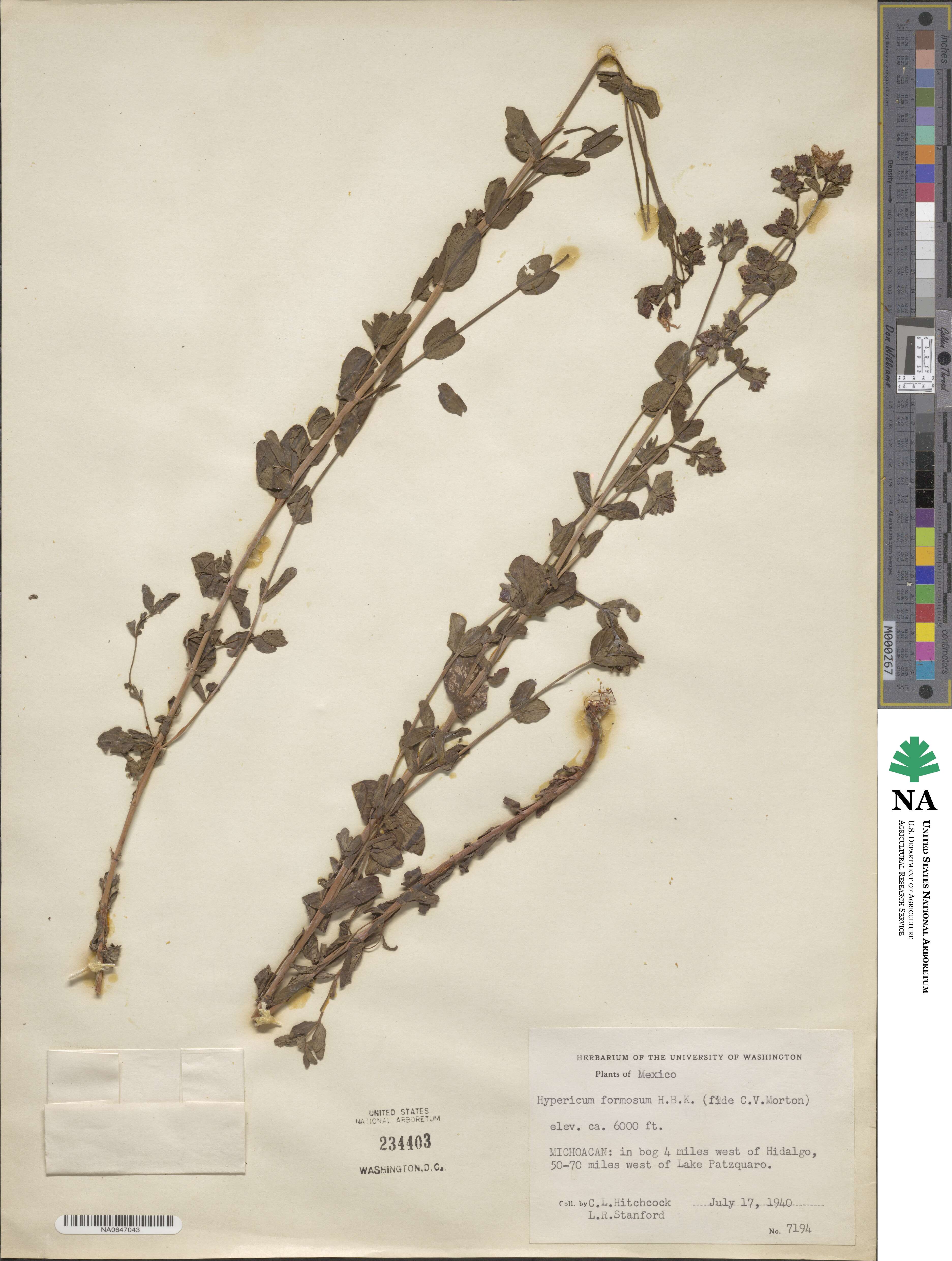 Hypericum formosum image