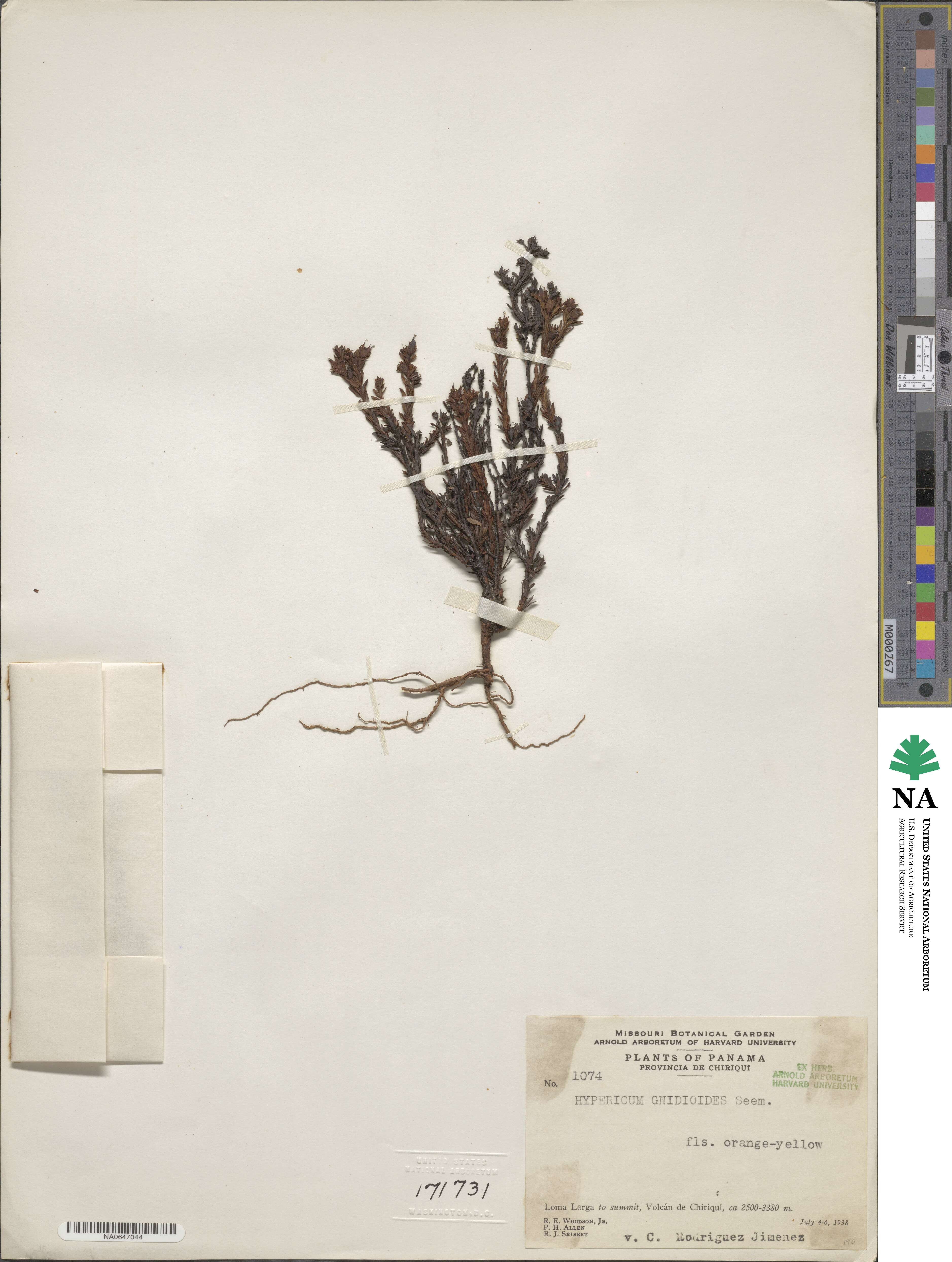 Hypericum gnidioides image