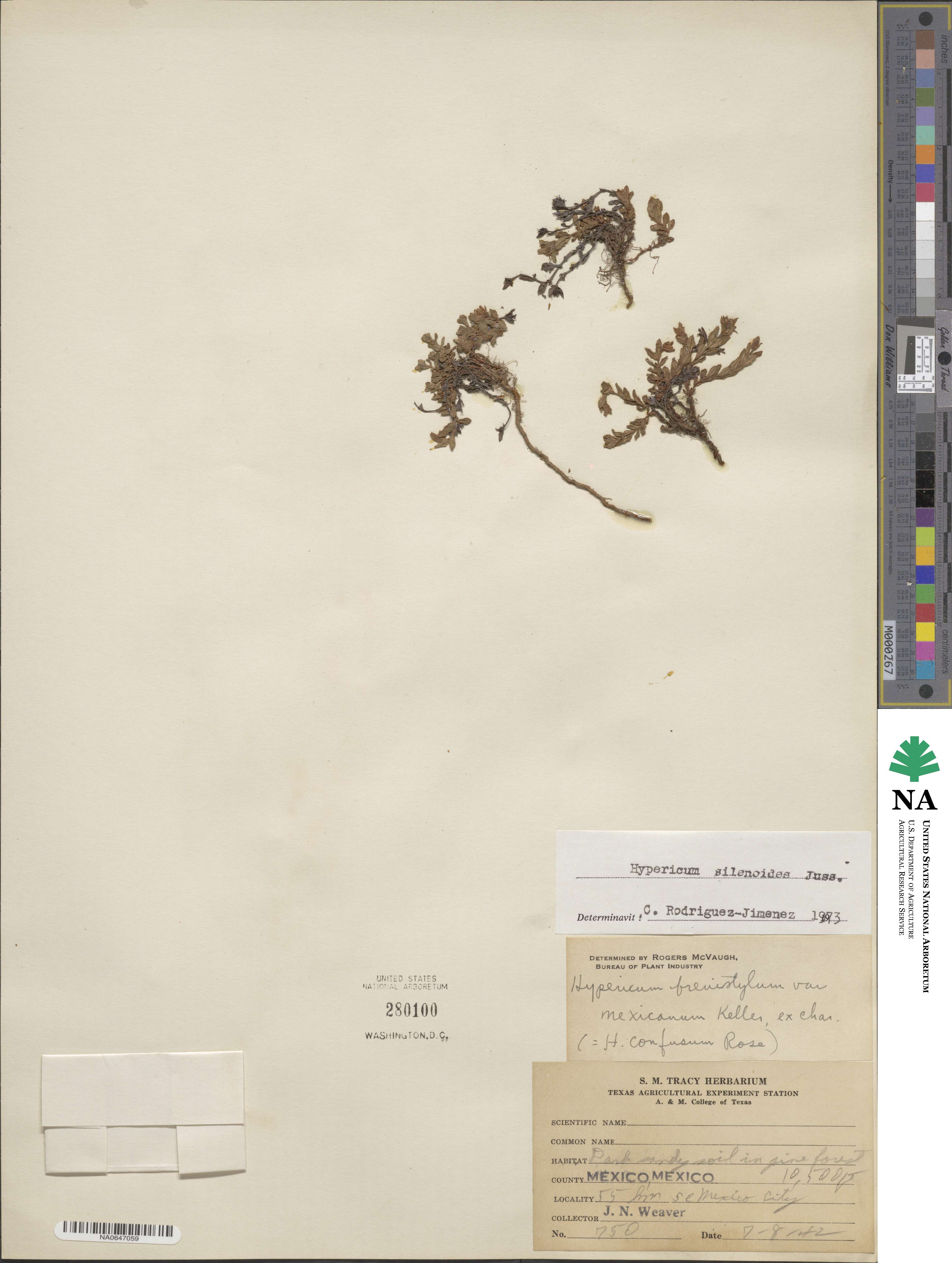 Hypericum silenoides image