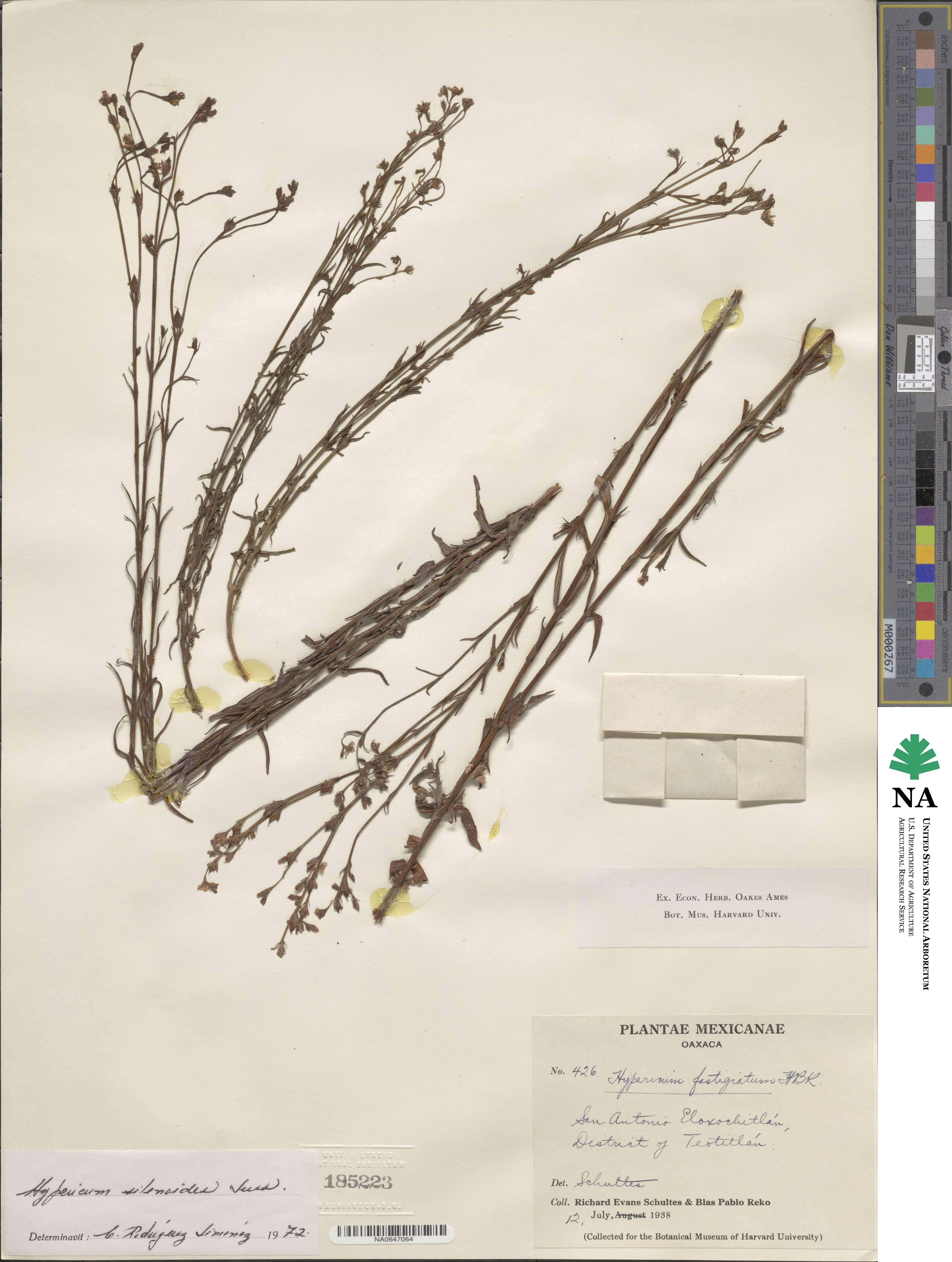 Hypericum silenoides image