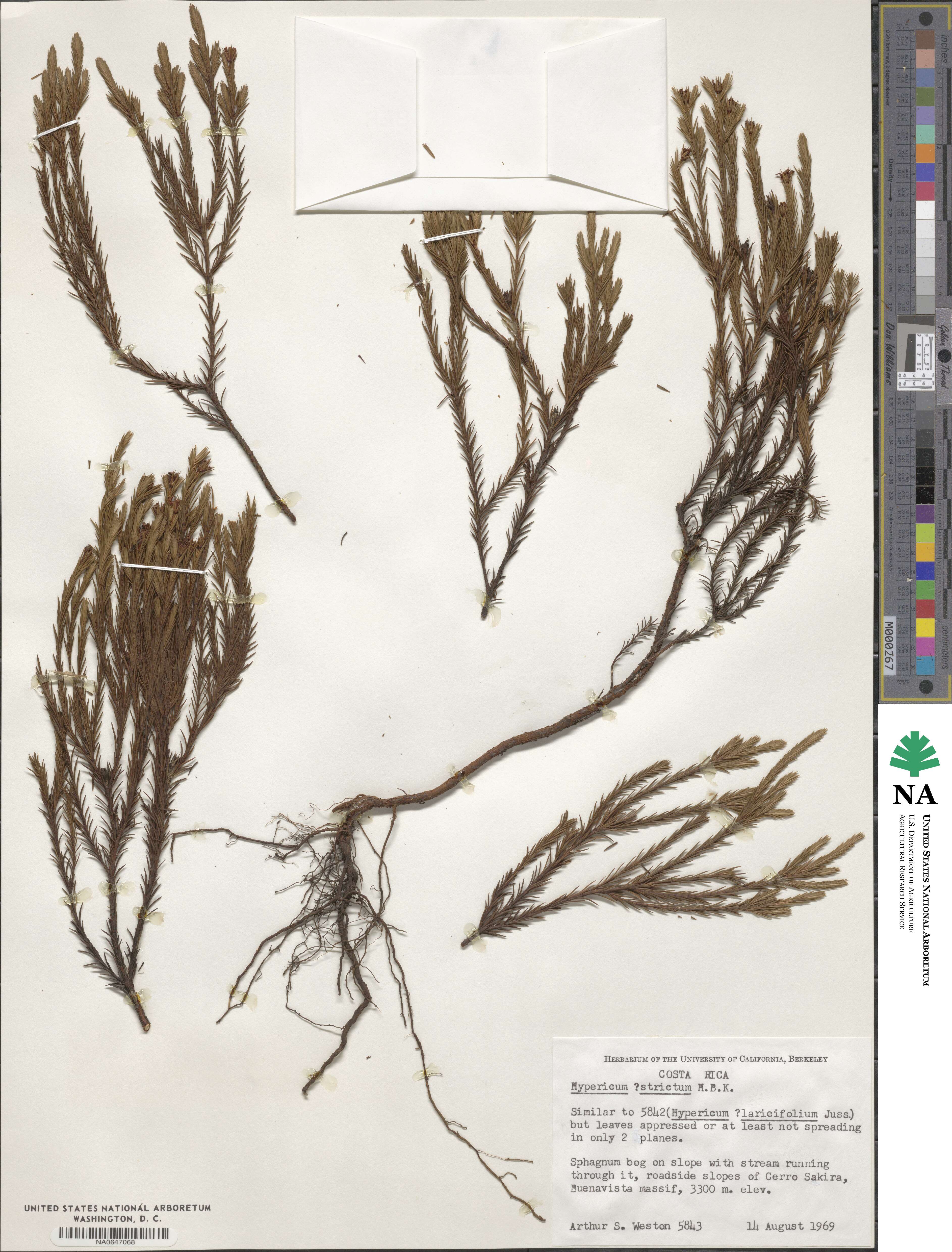 Hypericum strictum image
