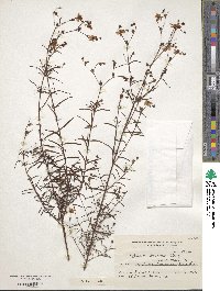 Image of Hypericum brasiliense