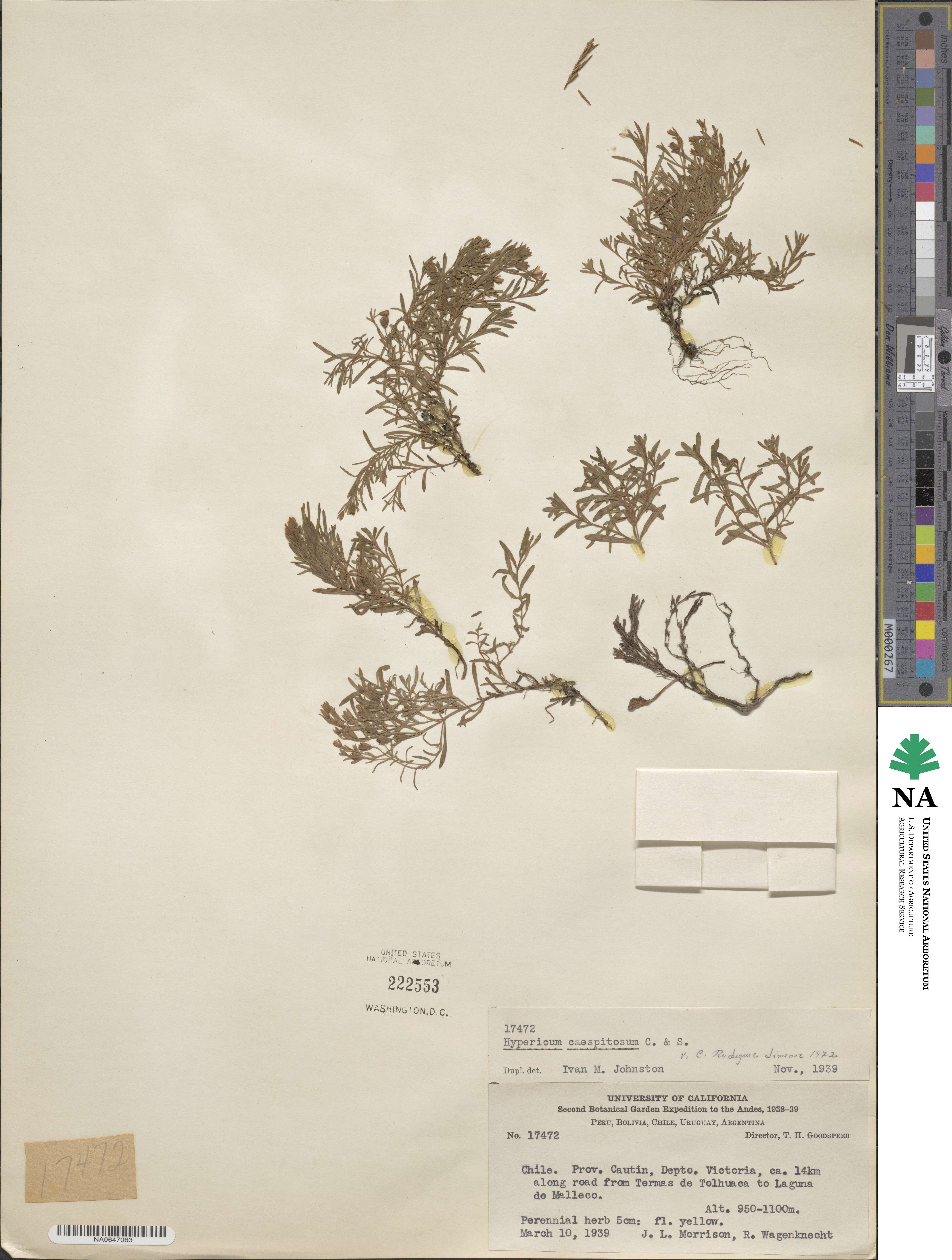 Hypericum caespitosum image