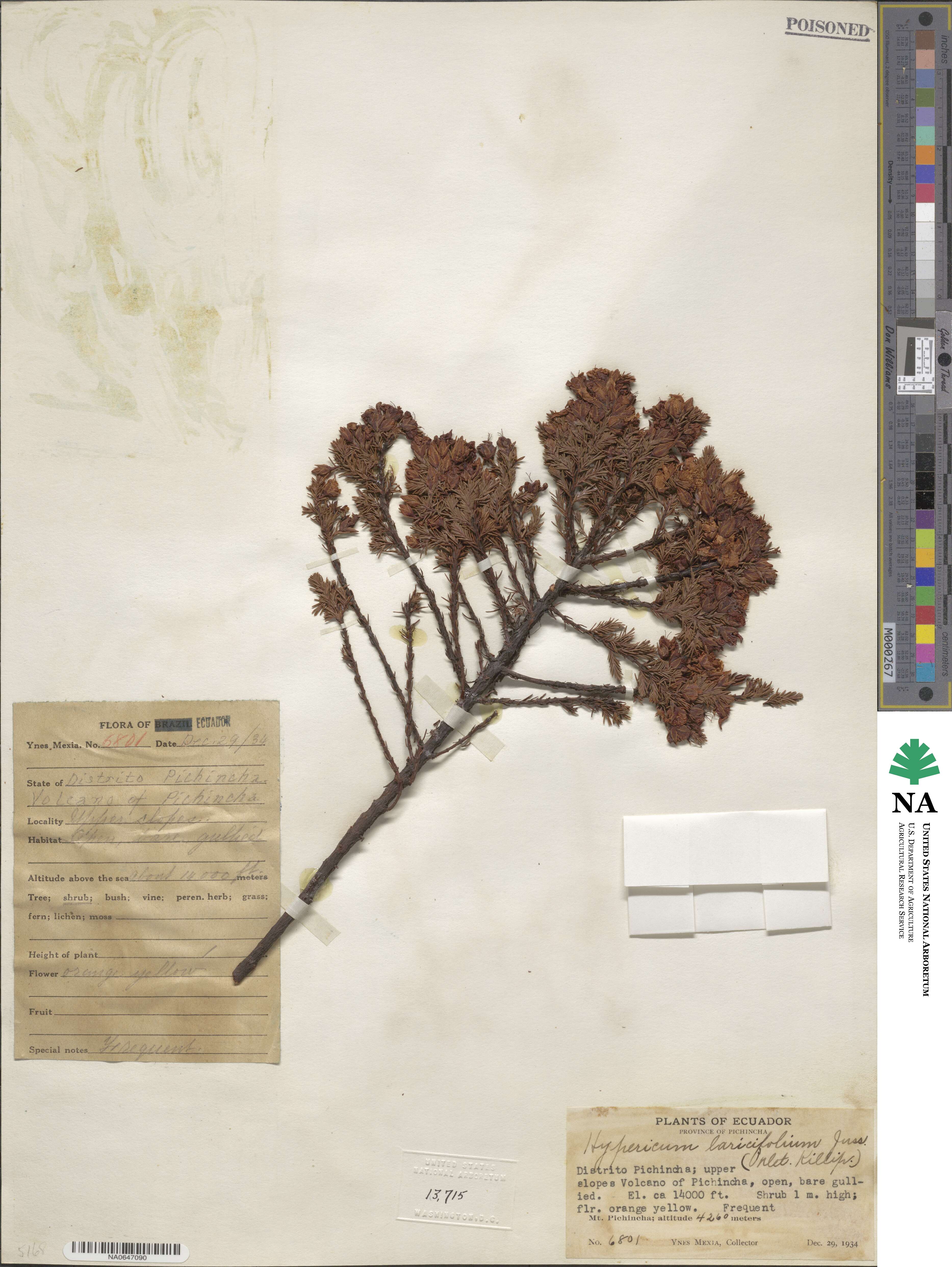 Hypericum laricifolium image