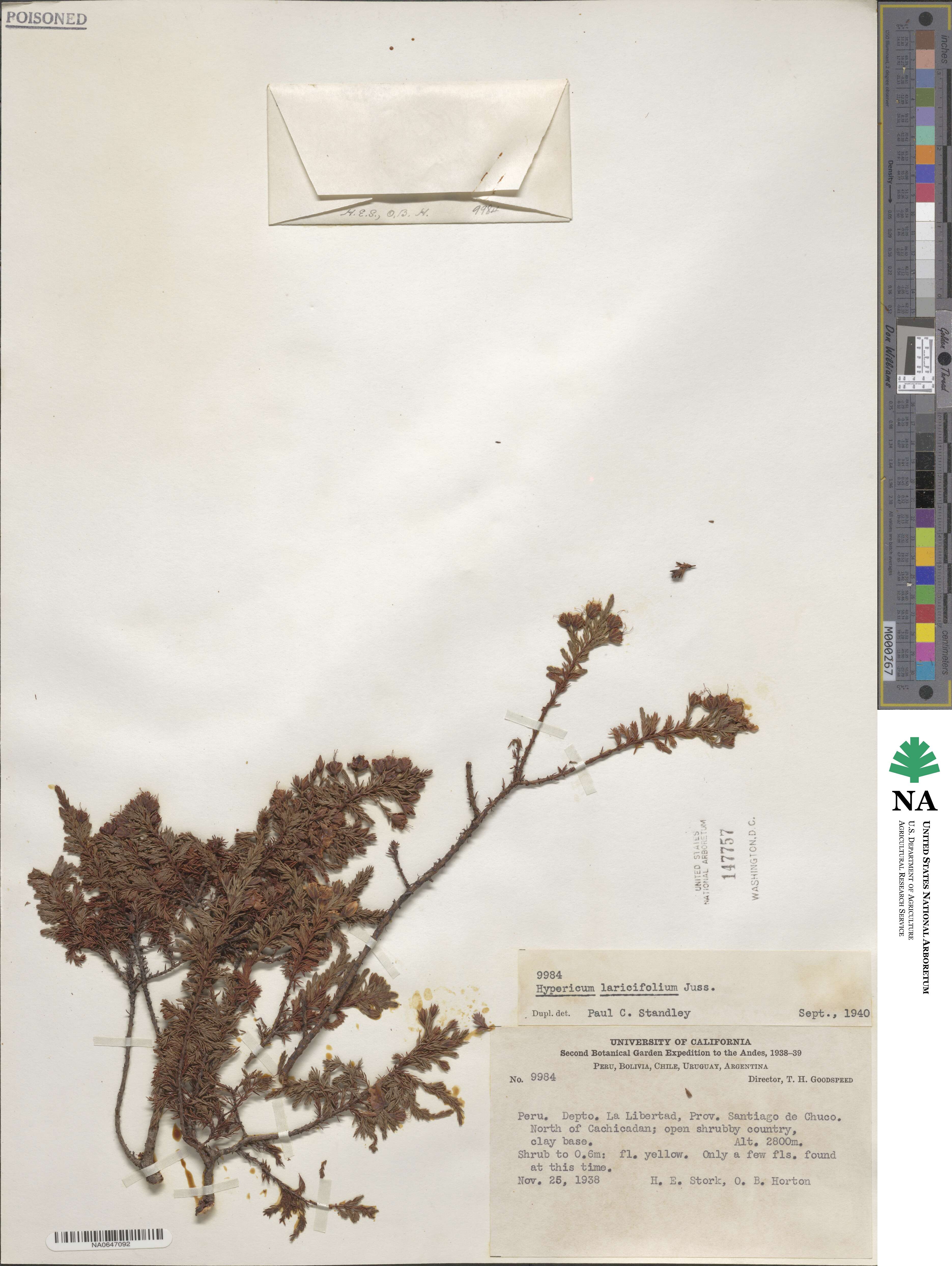 Hypericum laricifolium image