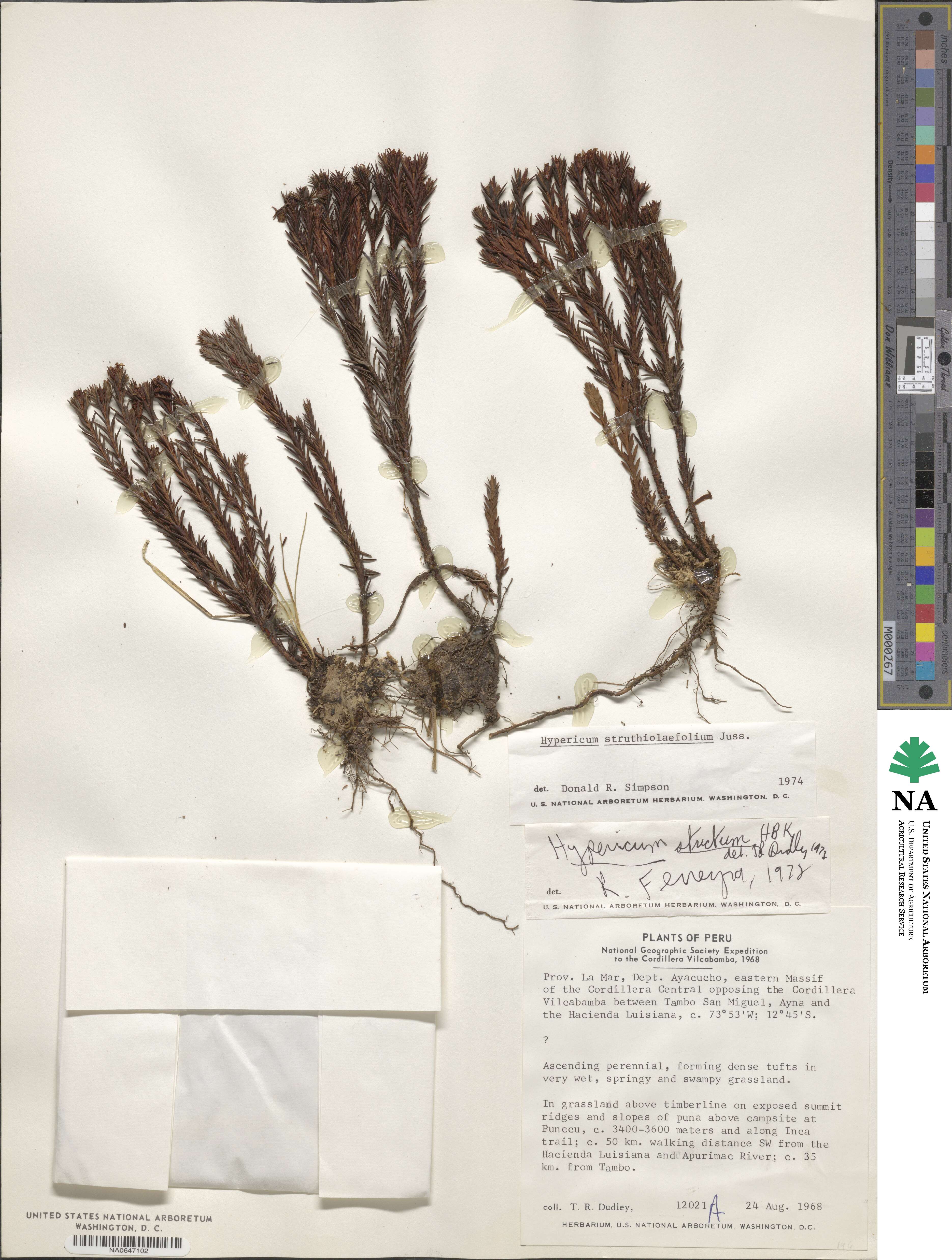 Hypericum strictum image