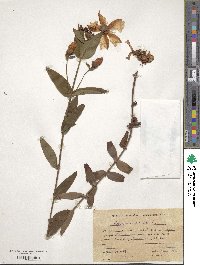 Hypericum ascyron image