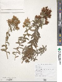 Hypericum canariense image