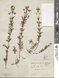 Hypericum elegans image
