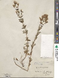 Hypericum elegans image