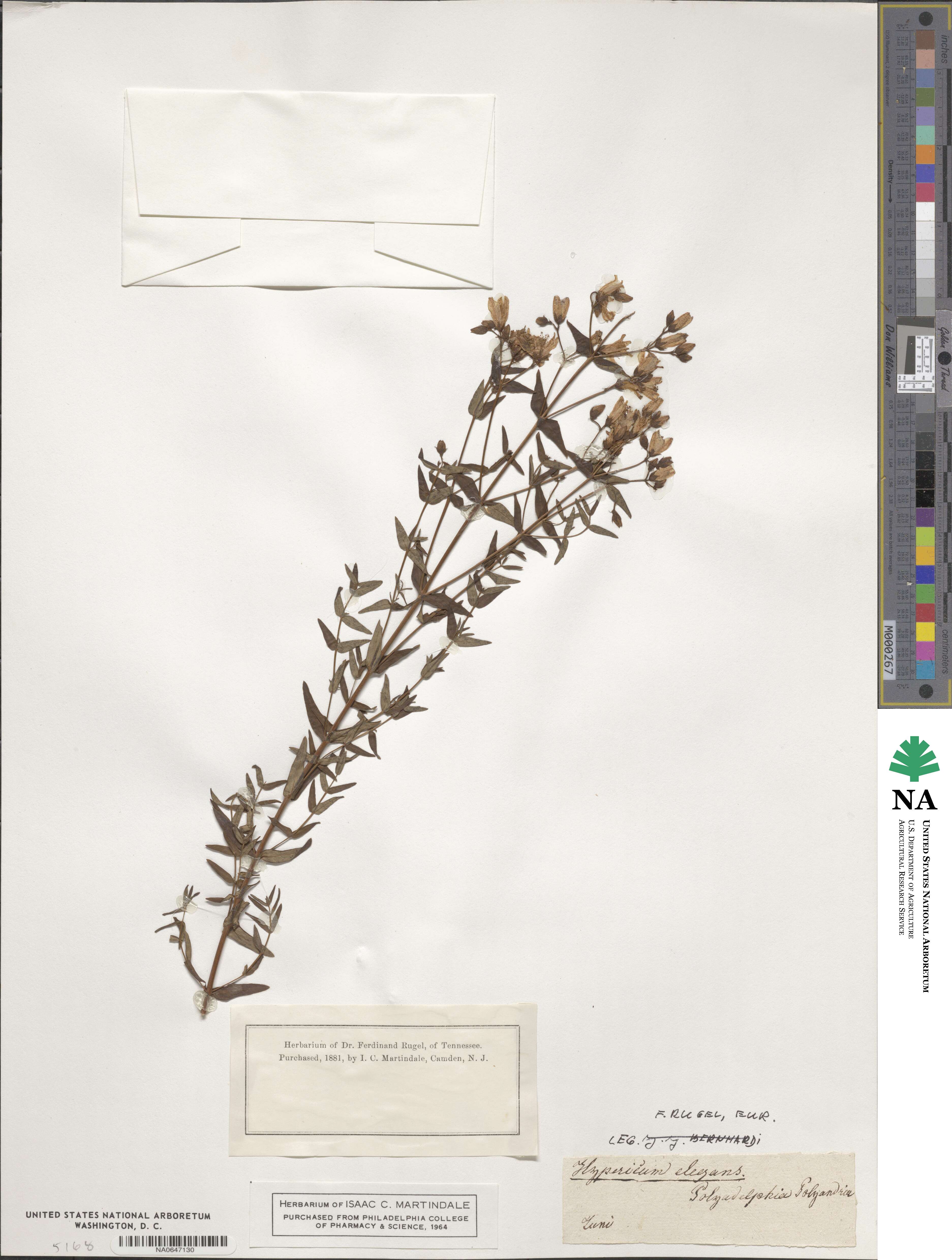 Hypericum elegans image