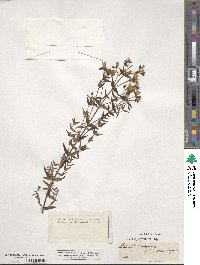 Hypericum elegans image