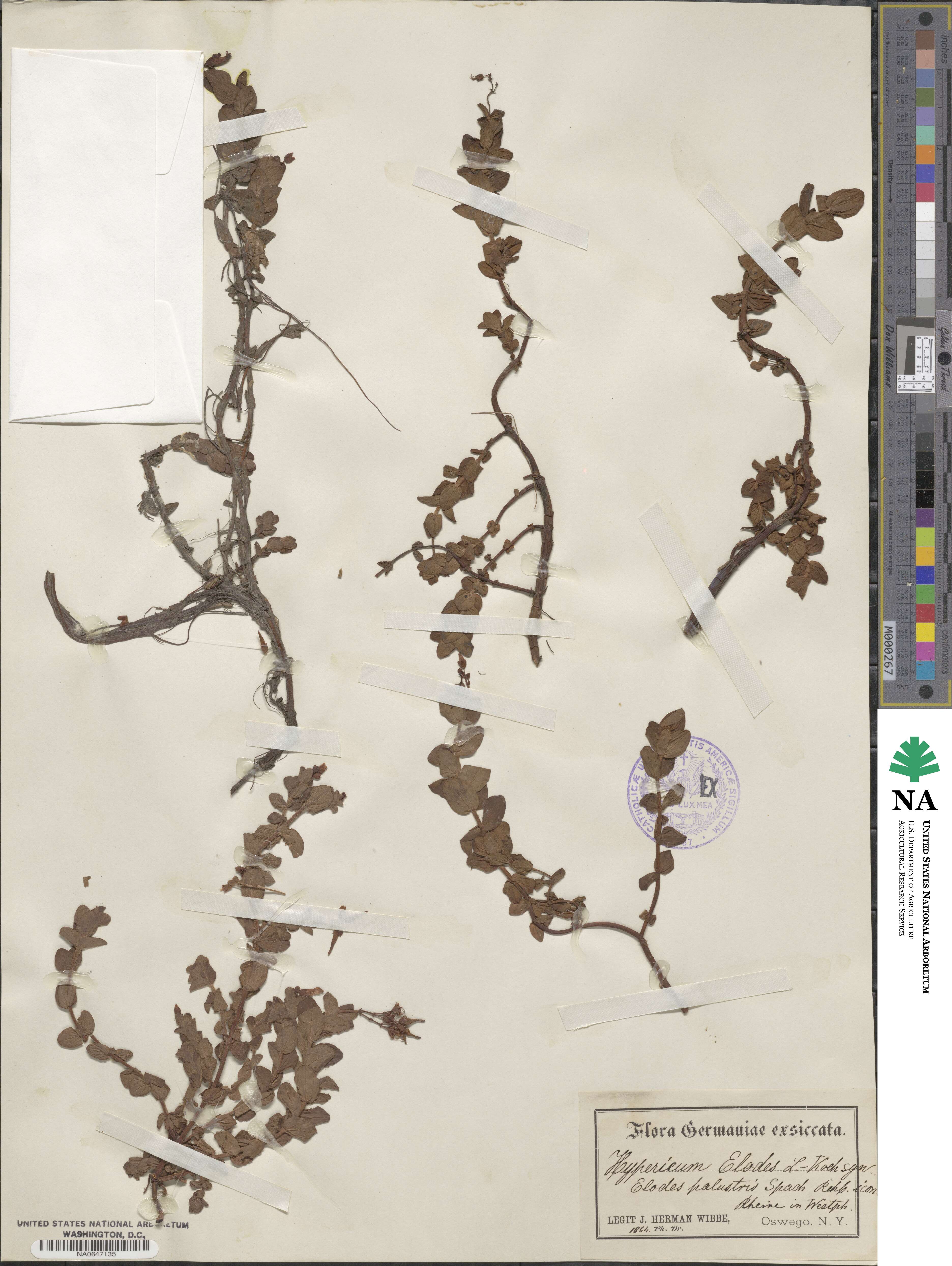 Hypericum elodes image