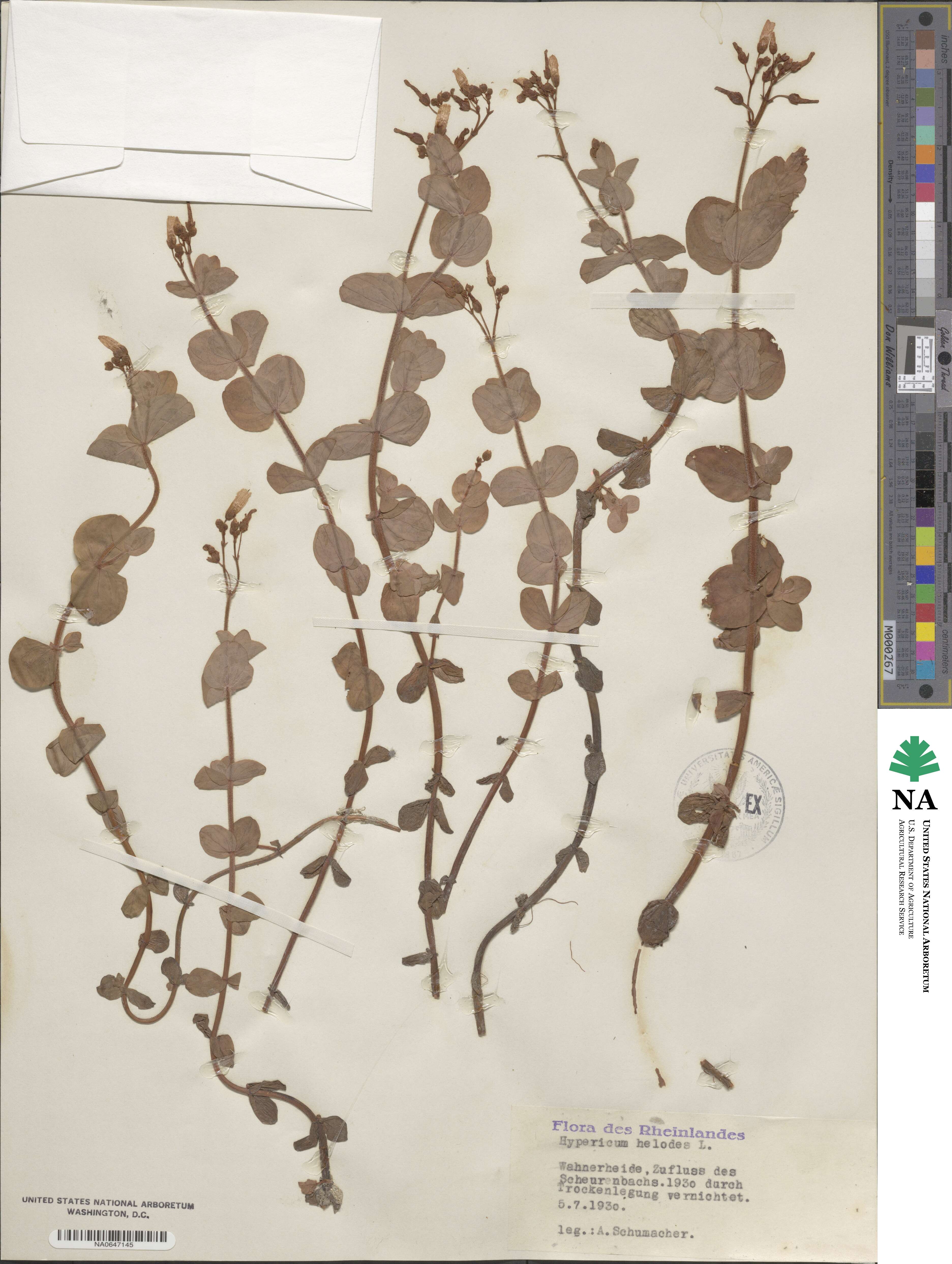 Hypericum elodes image