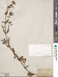 Hypericum hirsutum image