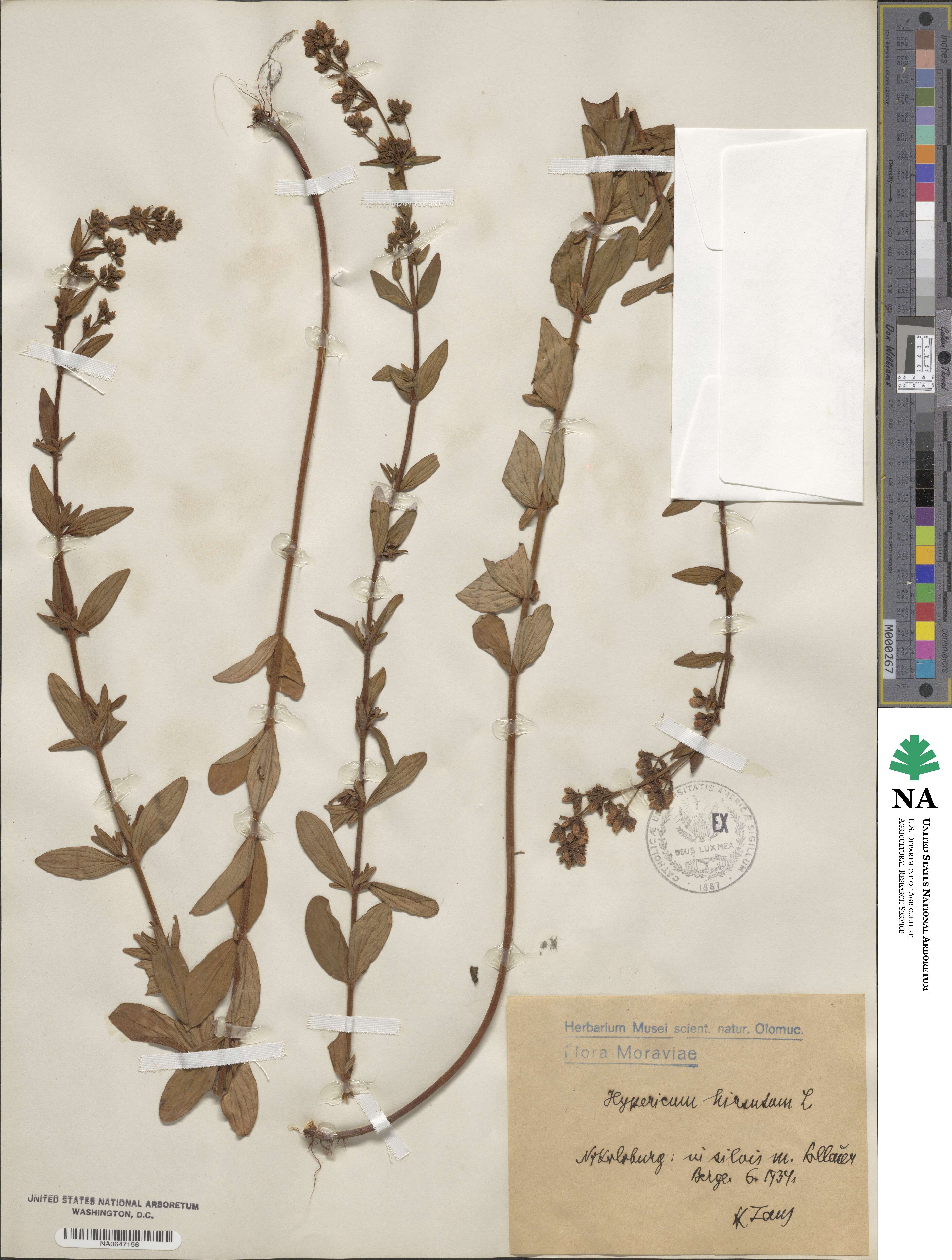 Hypericum hirsutum image