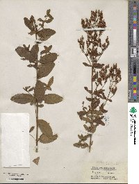 Hypericum hirsutum image