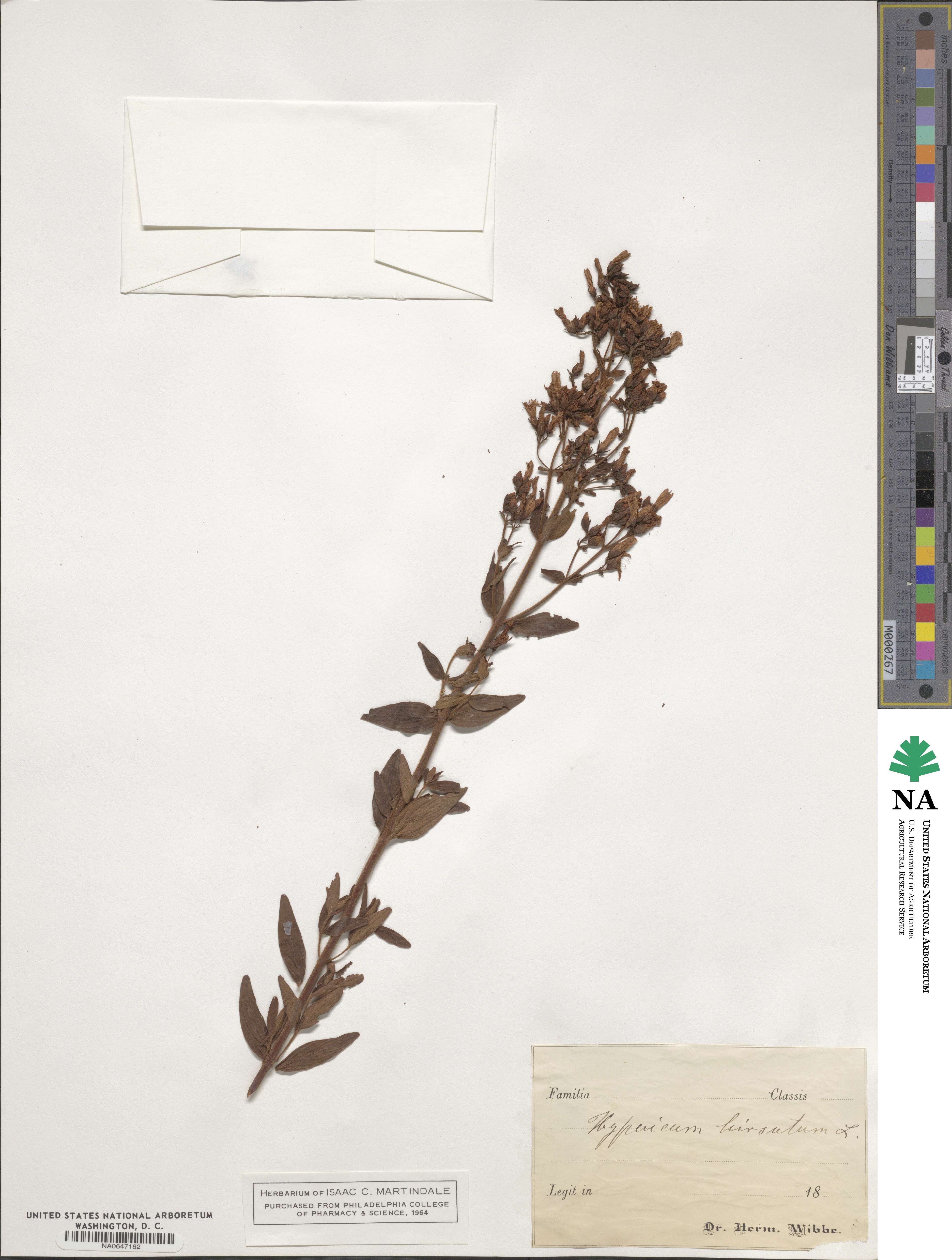 Hypericum hirsutum image