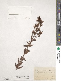 Hypericum hirsutum image