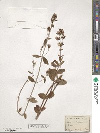 Hypericum hirsutum image