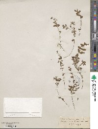 Hypericum humifusum image