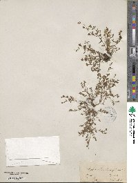 Hypericum humifusum image