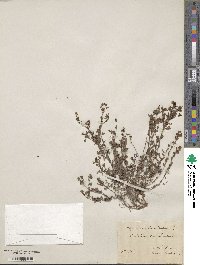 Hypericum humifusum image