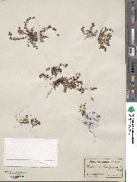Hypericum humifusum image