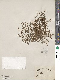 Hypericum humifusum image