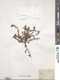 Hypericum humifusum image