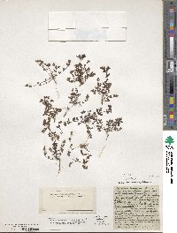 Hypericum humifusum image