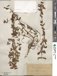 Hypericum maculatum image