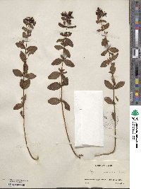 Hypericum maculatum image