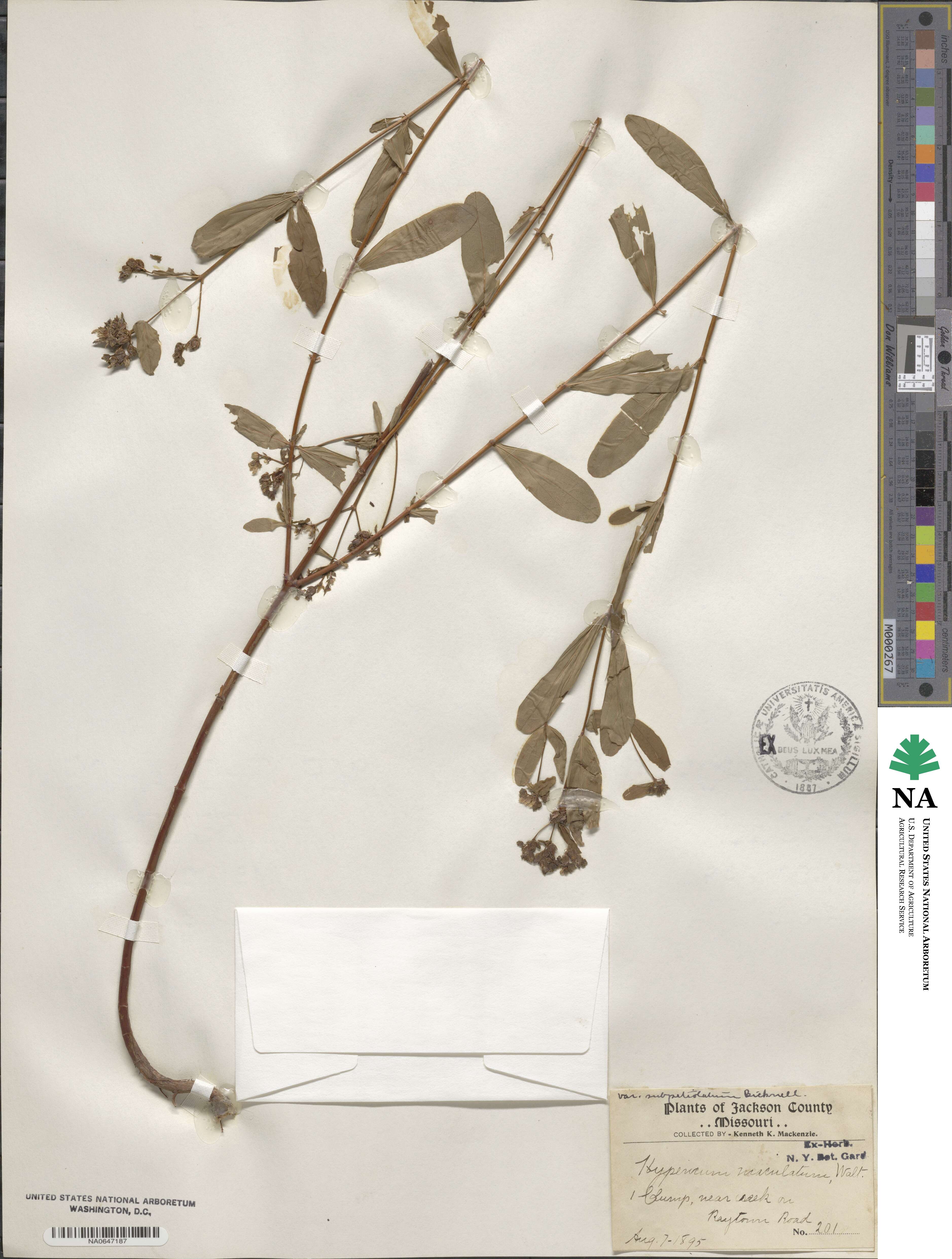 Hypericum maculatum var. subpetiolatum image