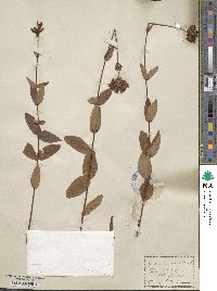 Hypericum montanum image