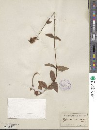 Hypericum montanum image