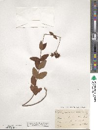 Hypericum montanum image