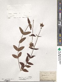 Hypericum montanum image