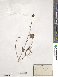 Hypericum montanum image