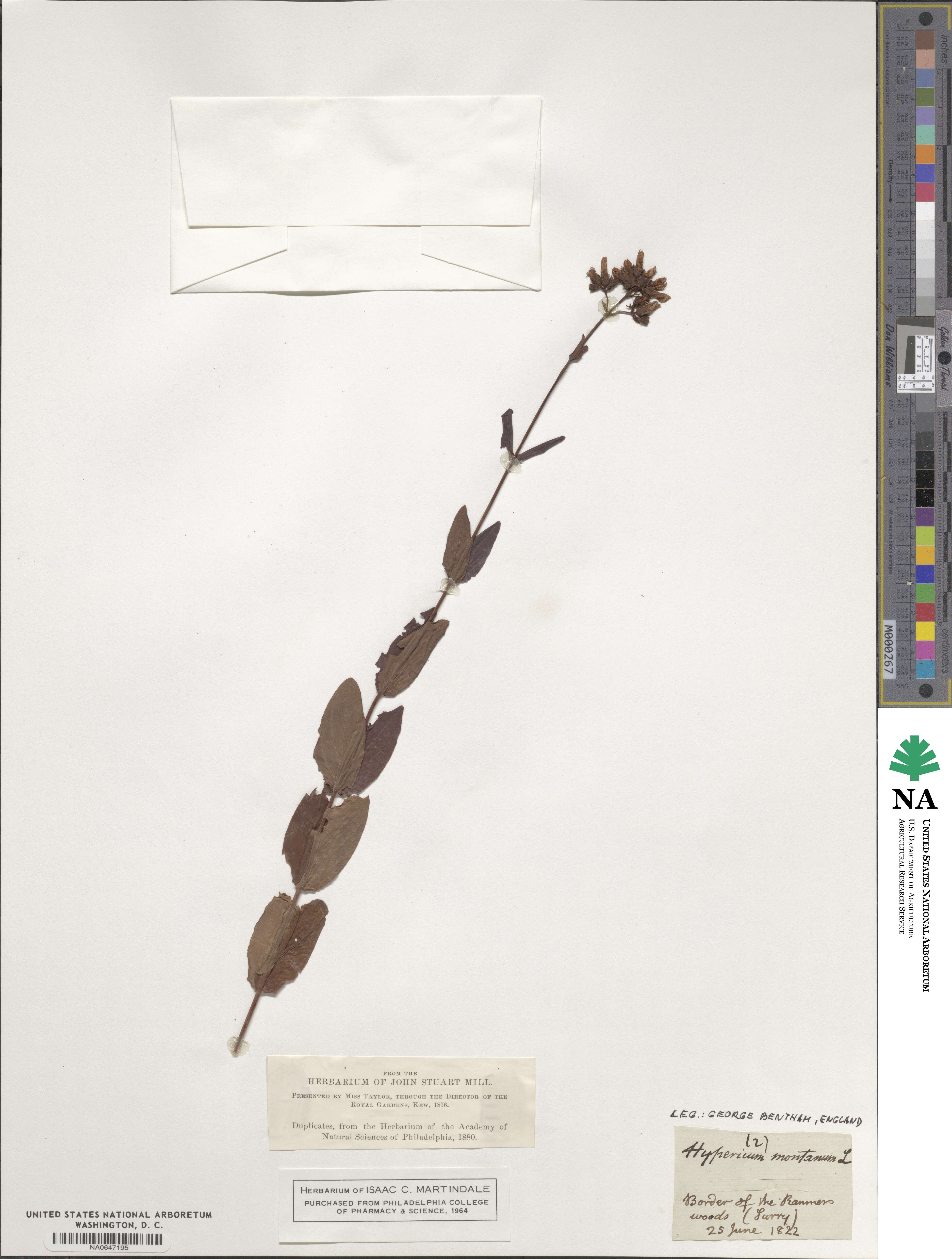 Hypericum montanum image