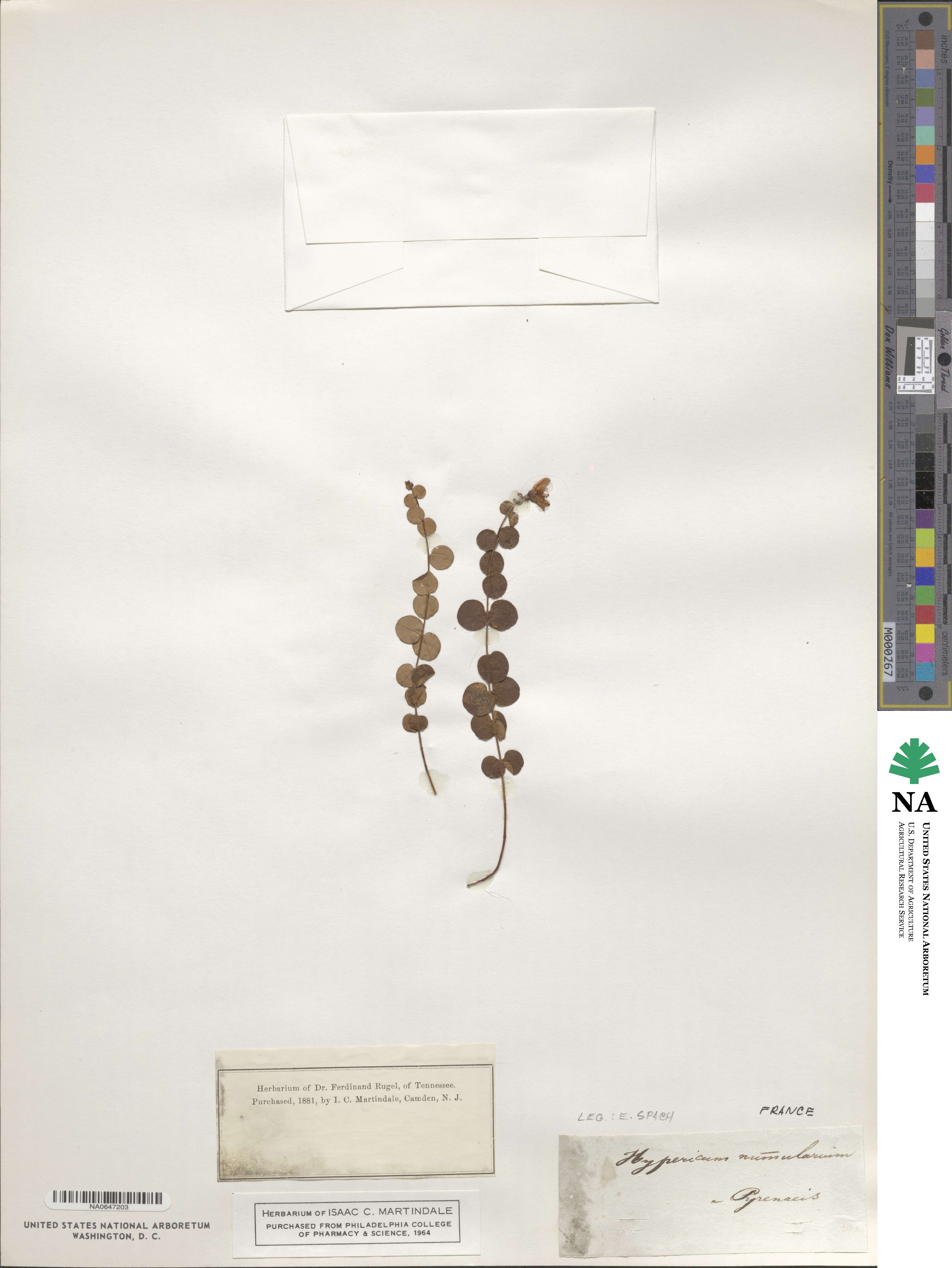 Hypericum nummularium image