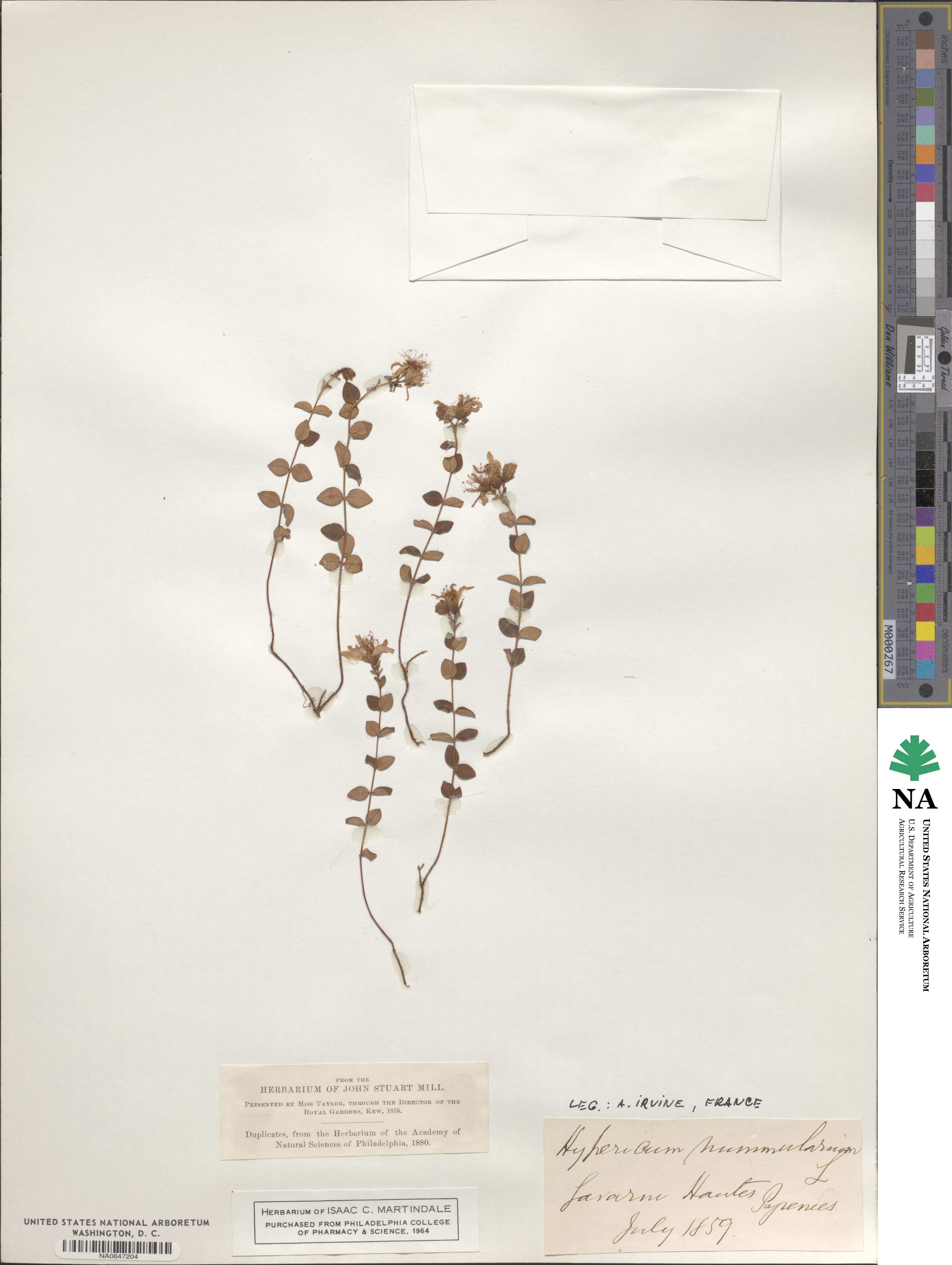 Hypericum nummularium image