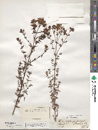 Hypericum perforatum image