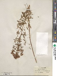 Hypericum perforatum image