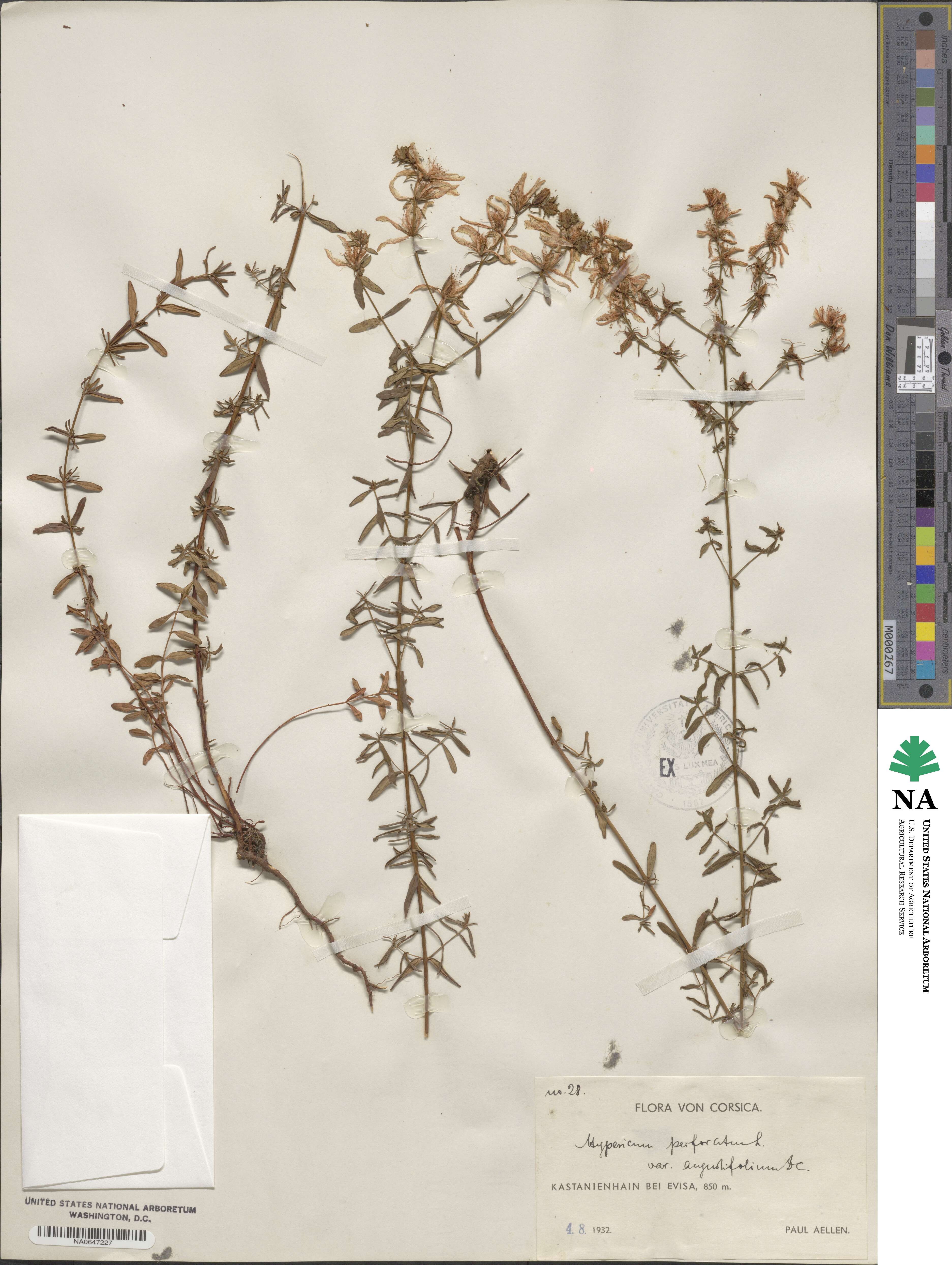 Hypericum perforatum var. angustifolium image