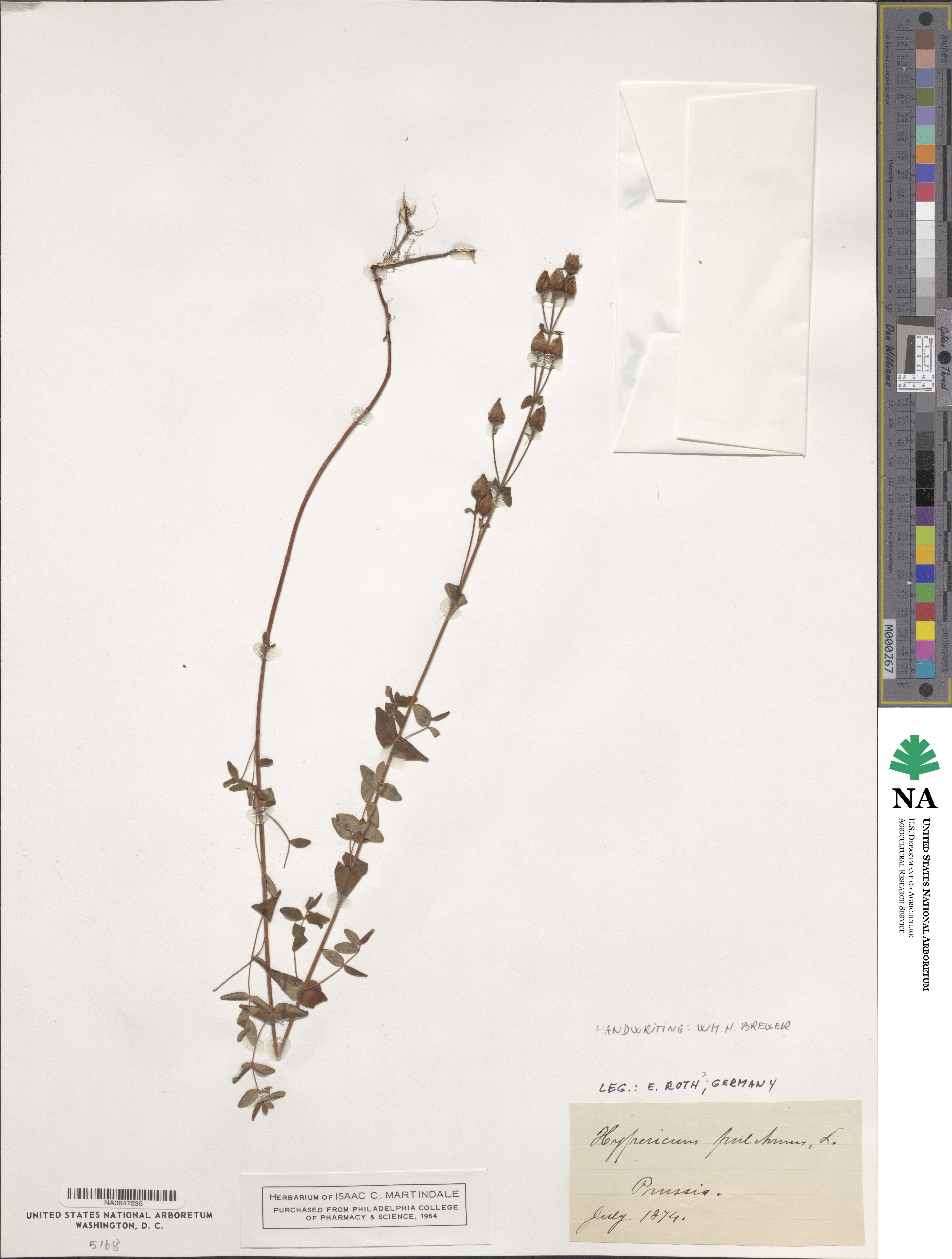 Hypericum pulchrum image