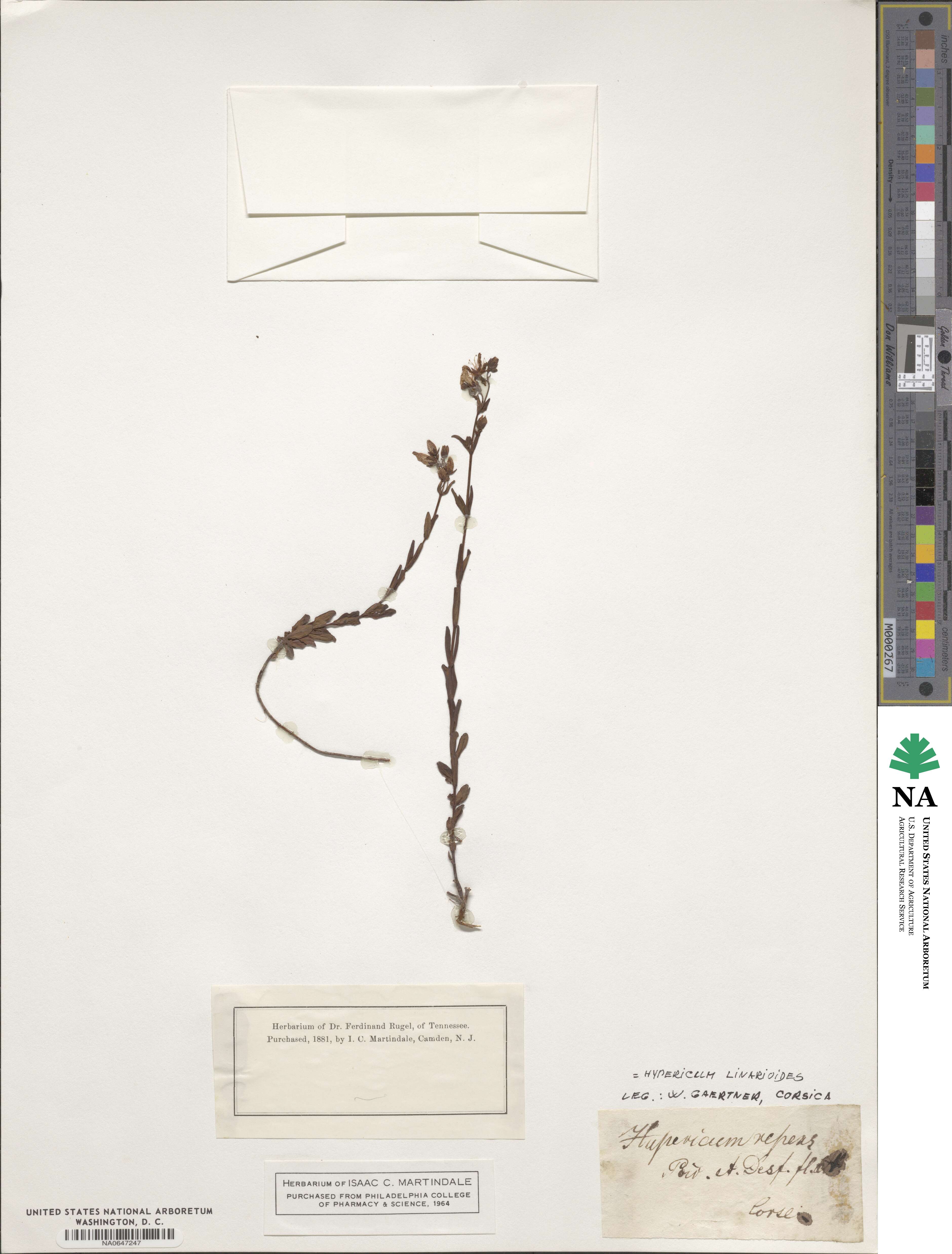 Hypericum repens image
